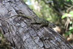 Sceloporus lundelli gaigeae
