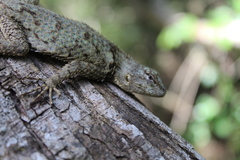 Sceloporus lundelli gaigeae