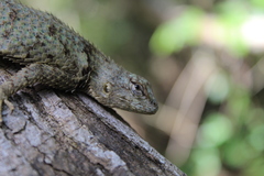 Sceloporus lundelli gaigeae