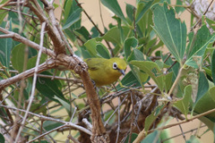 Zosterops senegalensis