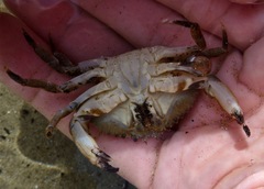 Metacarcinus anthonyi