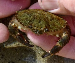 Metacarcinus anthonyi