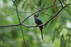 Apaloderma narina
