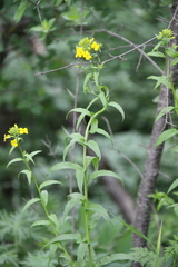 Erysimum aureum