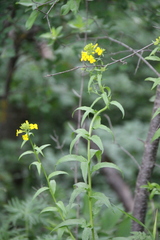 Erysimum aureum