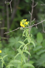 Erysimum aureum