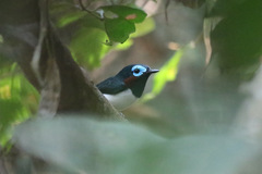 Platysteira jamesoni