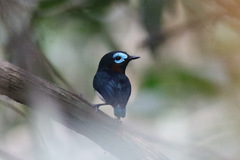 Platysteira jamesoni