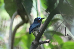 Platysteira jamesoni