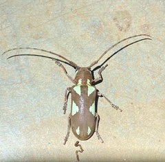 Prosopocera lactator