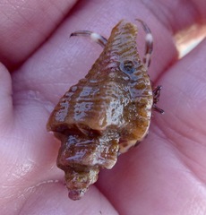 Ocenebrinae