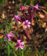 Silene aegyptiaca