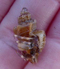 Ocenebrinae