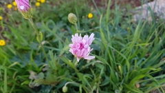 Crepis rubra