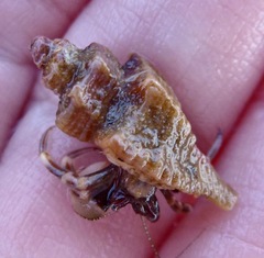 Ocenebrinae