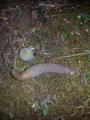 Limax bivonae