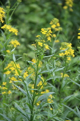 Erysimum aureum