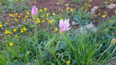 Crepis rubra