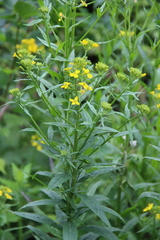 Erysimum aureum
