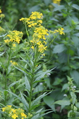 Erysimum aureum