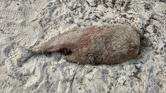Phocoena phocoena