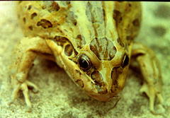 Leptodactylus luctator