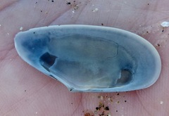 Megangulus bodegensis