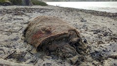 Phocoena phocoena