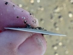 Megangulus bodegensis