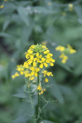 Erysimum aureum