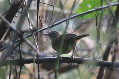 Illadopsis fulvescens