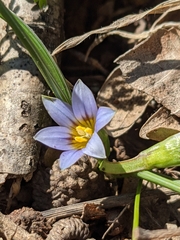 Romulea ramiflora ramiflora
