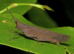 Desmoptera truncatipennis