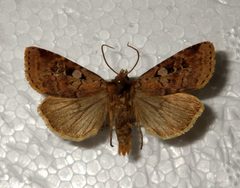 Diarsia mendica