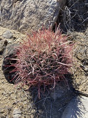 Ferocactus gracilis gatesii