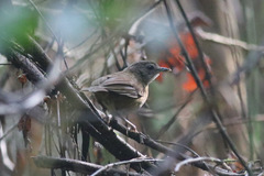 Illadopsis fulvescens