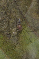 Mitostoma chrysomelas