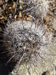 Mammillaria hutchisoniana hutchisoniana