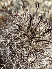 Mammillaria hutchisoniana hutchisoniana