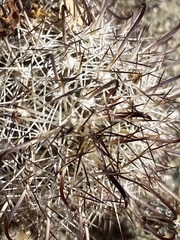 Mammillaria hutchisoniana hutchisoniana