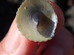 Coelotrochus viridis