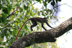 Cercopithecus ascanius