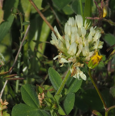 Trifolium vavilovii