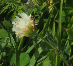 Trifolium vavilovii