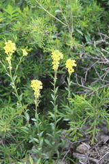 Erysimum cuspidatum