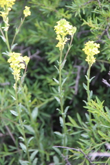 Erysimum cuspidatum