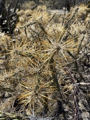 Cylindropuntia molesta molesta