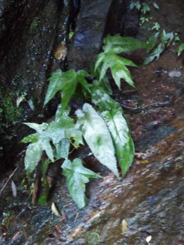 Dorstenia ramosa