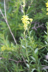 Erysimum cuspidatum