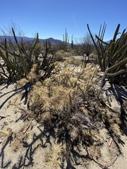 Cylindropuntia molesta molesta